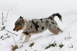 BERGER AUSTRALIEN PUPPIES 489